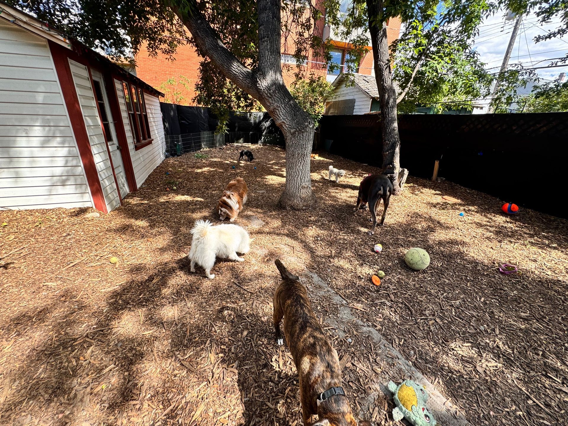 Several dogs playing in a fenced yard with scattered toys under a tree beside a small building.