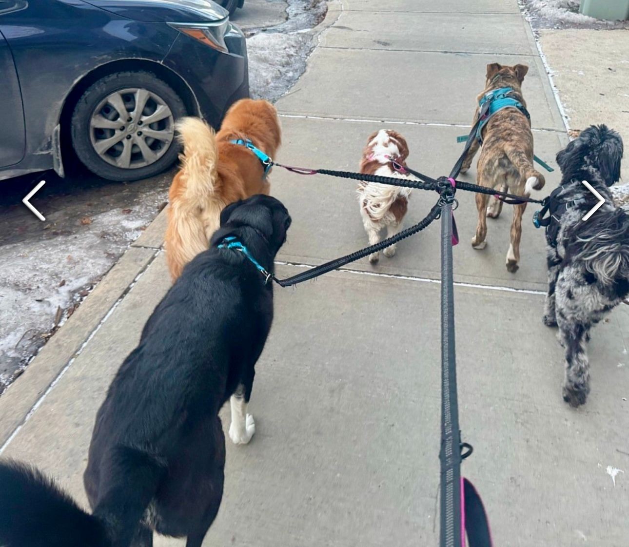 Group of six dogs on leashes being walked along a snowy sidewalk near parked cars.