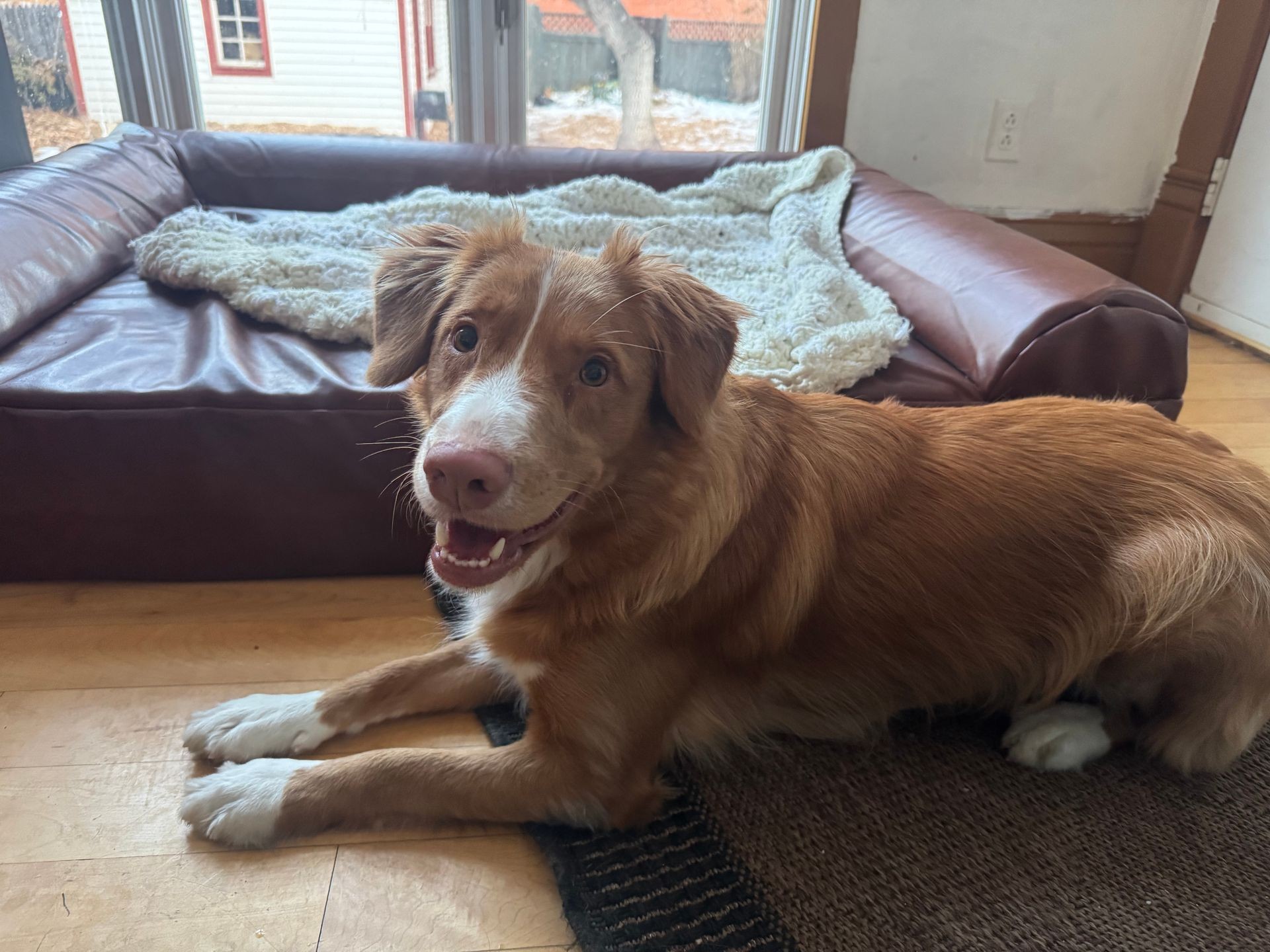 Smiling brown and white dog lying on a rug near a window and a cushioned bed.
