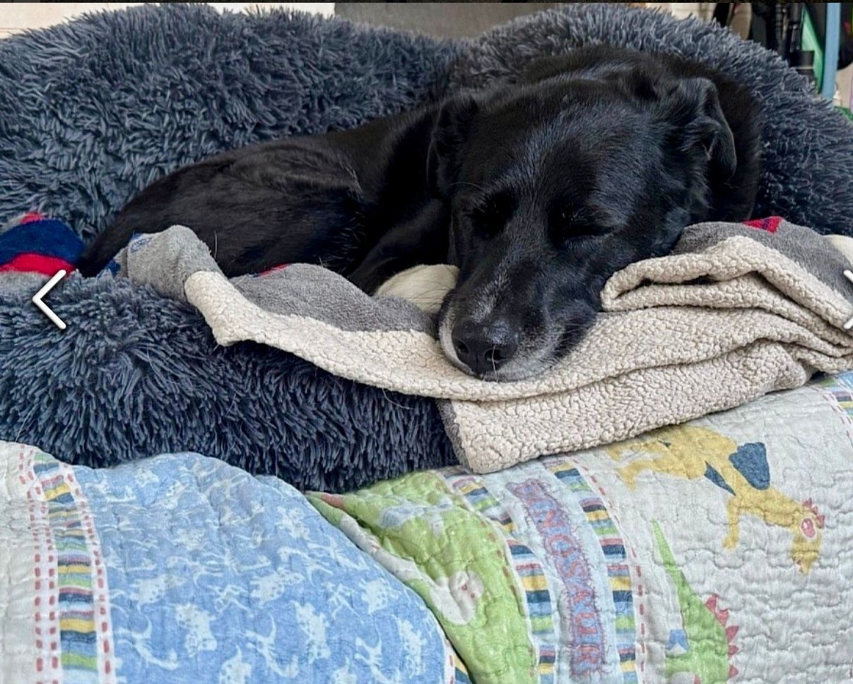 Black dog sleeping on a blue fluffy bed with folded blanket, quilted cover underneath.