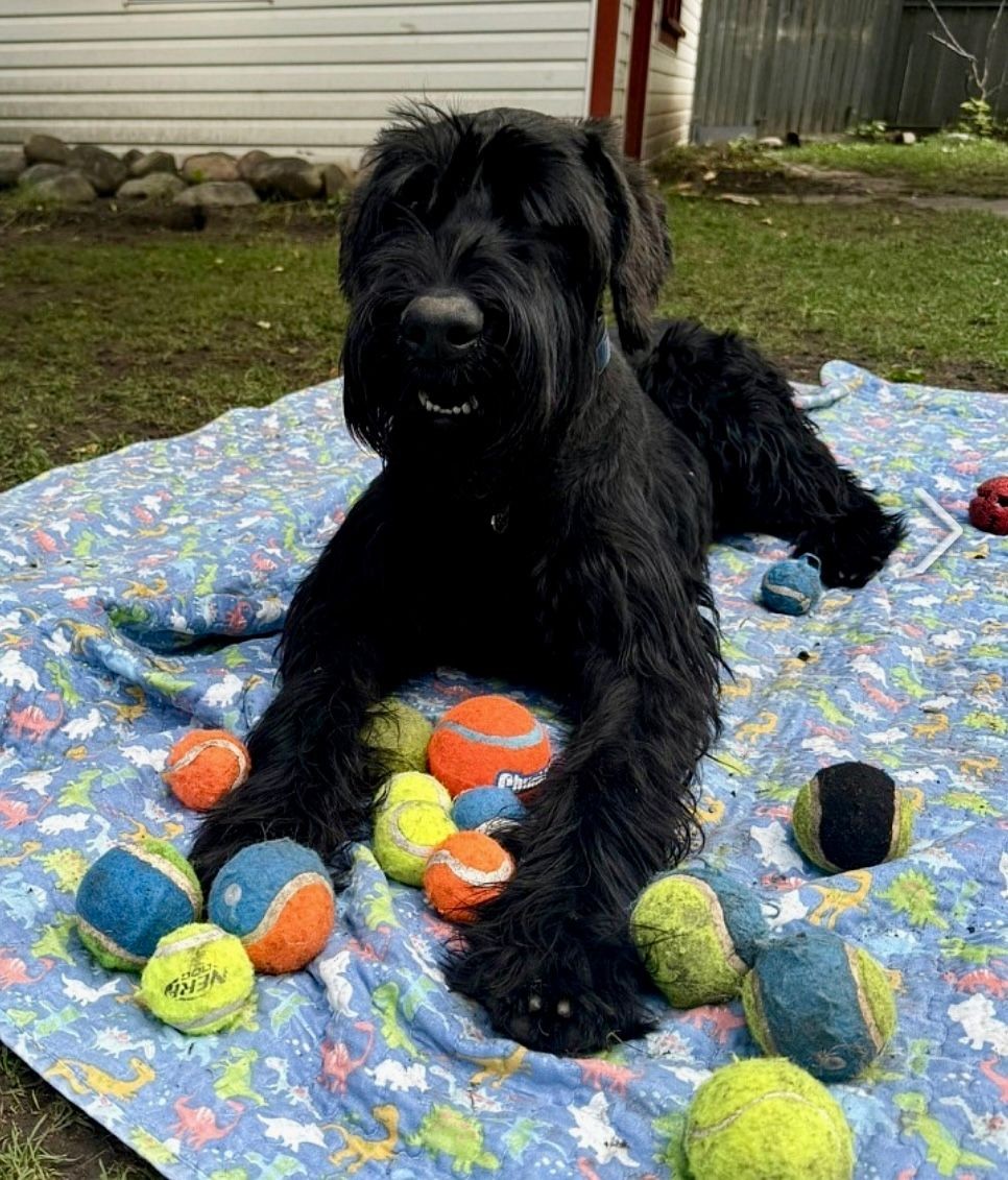 Black dog lying on a colorful blanket with numerous tennis balls scattered around in an outdoor yard area.