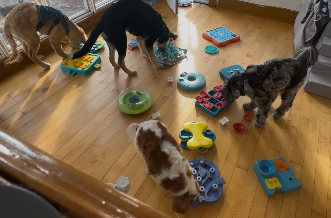 Four dogs interacting with various puzzle toys on a wooden floor in a sunlit room.