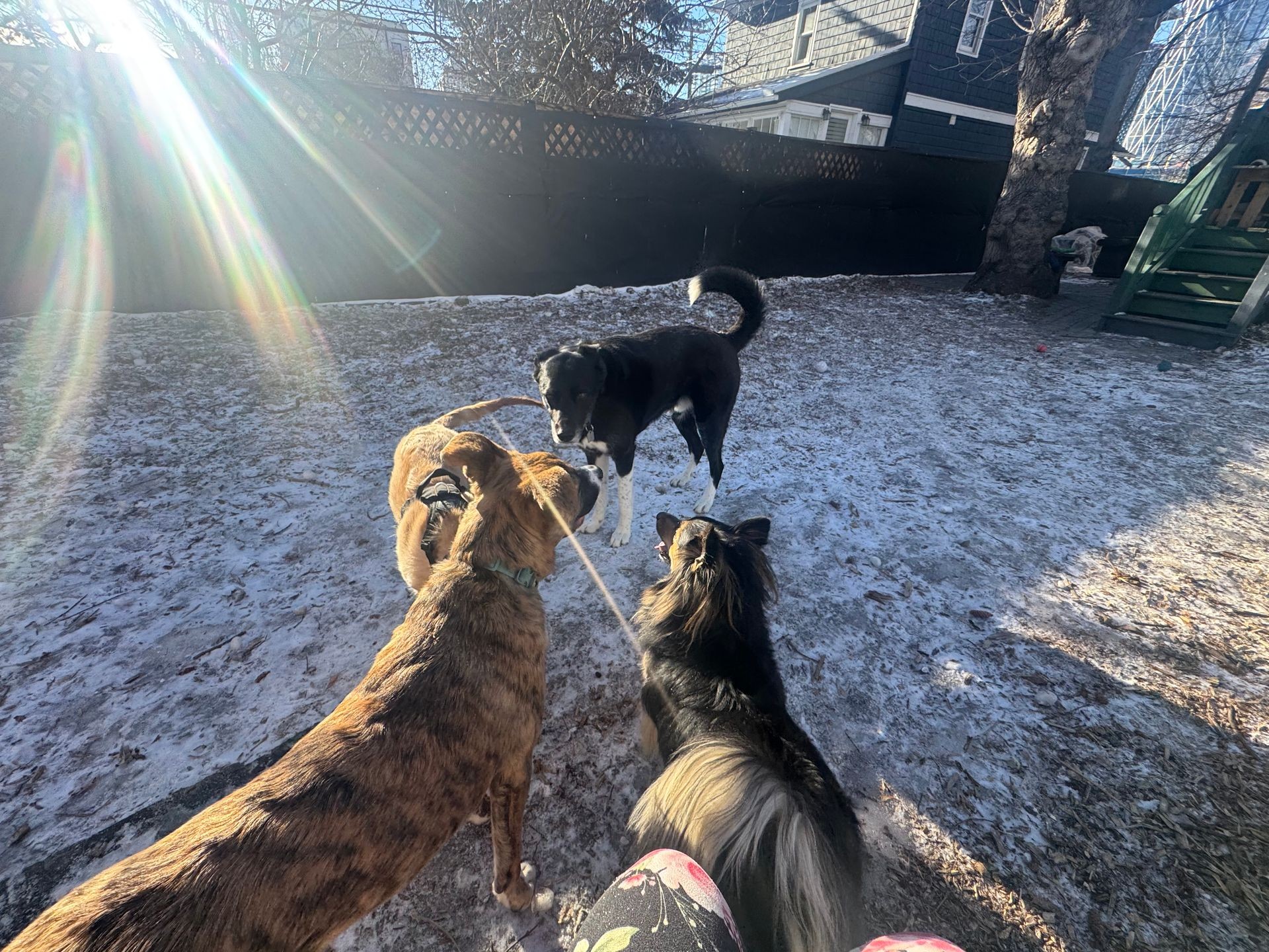Three dogs playing on a snowy backyard on a sunny day, with sunlight streaming through the trees.