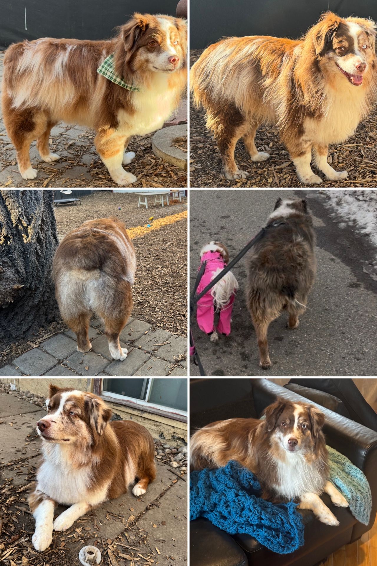 Full-Service Grooming Services Available