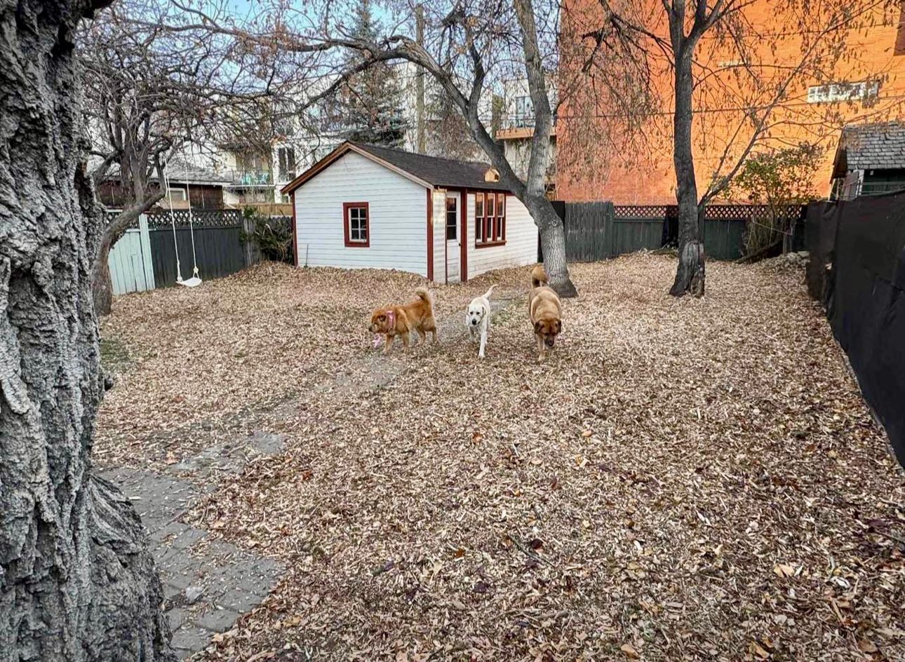 Three dogs playing in a leaf-covered backyard with a small white shed and trees.