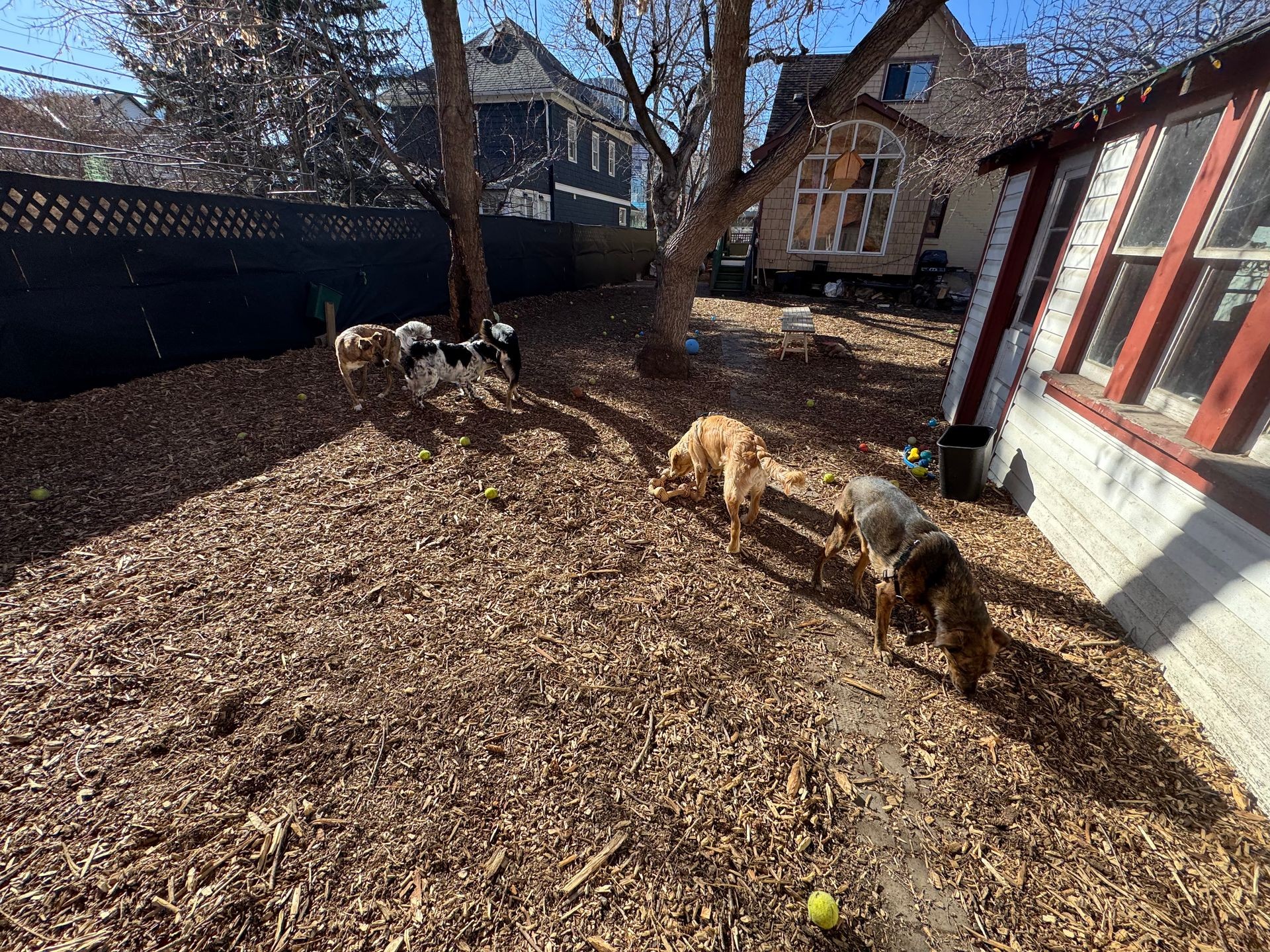 Four dogs play and explore in a bark-covered backyard with trees and houses in the background.