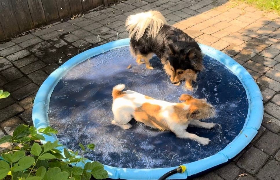 Two dogs playing in a small, shallow blue pool on a sunny day.