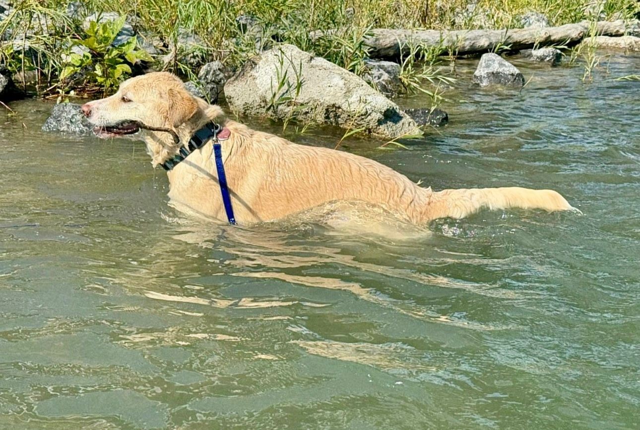 Golden retriever swimming in a rocky stream with a stick in its mouth and a blue harness.